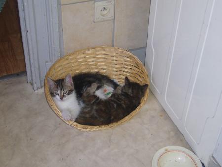 chats